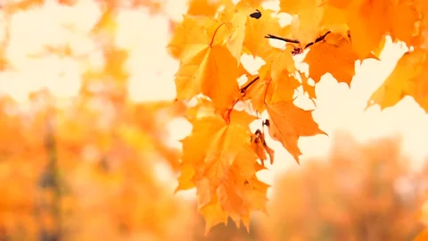 The autumn foliage Stock Footage 96246890