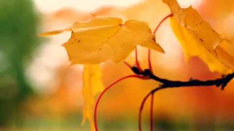 The autumn foliage Видео 96246891