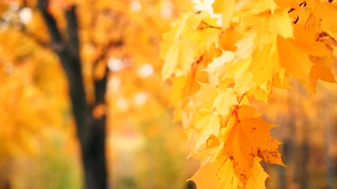 The autumn foliage Stock Footage 96246906