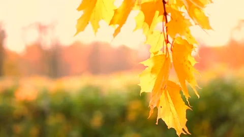 The autumn foliage Stock Footage 96246925