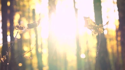 The autumn foliage Stock-Footage 96312068