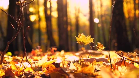 The autumn foliage Stock Footage 96312077