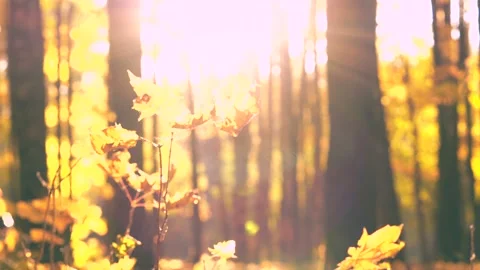 The autumn foliage Stock Footage 96312080