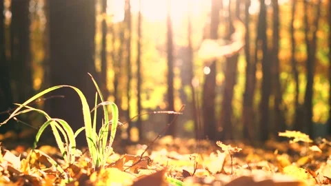 The autumn foliage Stock Footage 96312083