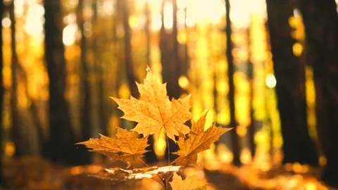 The autumn foliage Stock Footage 96312099