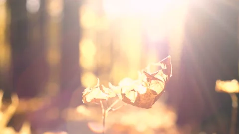 The autumn foliage Stock Footage 96312134