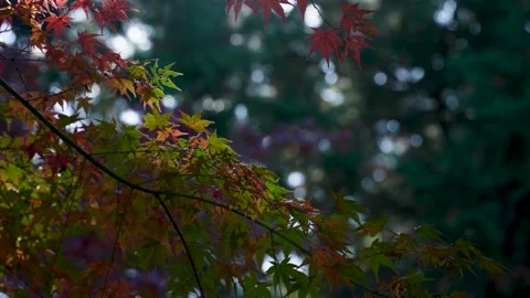 Autumn foliage Stock Footage 204721451