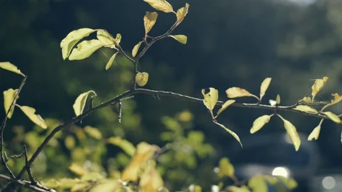 Autumn foliage Stock Footage 219613446