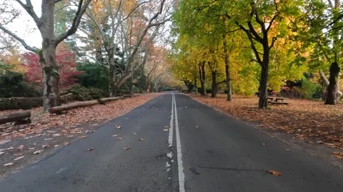 Autumn Foliage Video stock 241122127