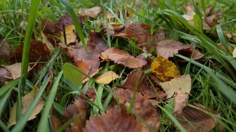 Autumn Foliage Stock Footage 285407207