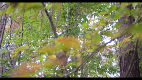 Autumn Foliage Stock Footage 321324500