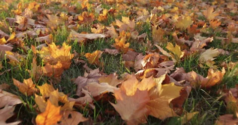 Autumn Foliage Forest 库存影片 218317516