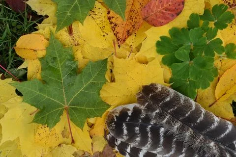 Autumn foliage in the forest Stock Photos