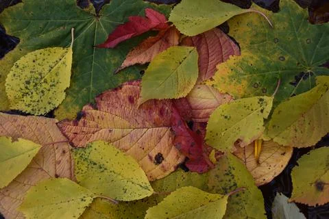 Autumn foliage in the forest Stock Photos