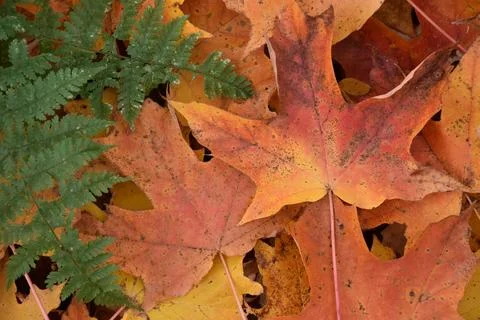 Autumn foliage in the forest Stock Photos