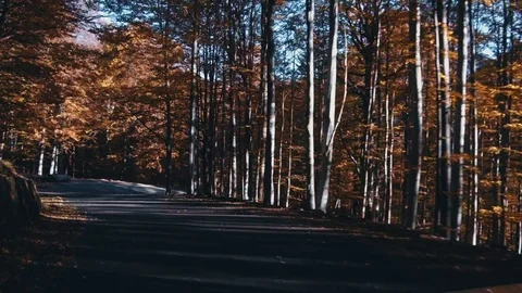 Autumn foliage in forest with road Stock-Footage 81624225