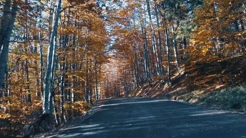 Autumn foliage in forest with road Stock Footage 98546783