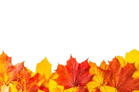 Autumn Foliage Frame with Red Maple Leaves Stock Photos