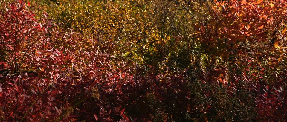 Autumn Foliage Gradient Abstract Pattern Colorful Leaves Nature Background Stock Photos