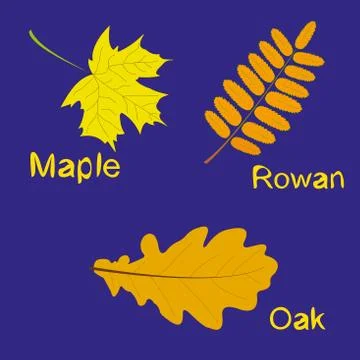 Autumn foliage Stock Illustration