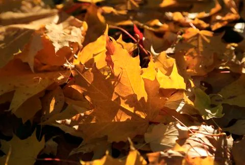 Autumn foliage of maple burning in the rays of the evening sun Stock Photos