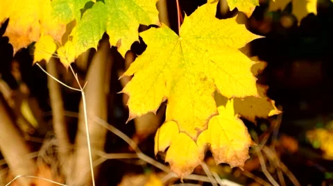 Autumn Foliage (Maple Leaves) Stock-Footage 43745552