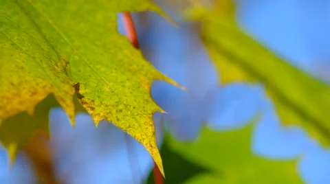 Autumn Foliage (Maple Leaves) Stock Footage 43747728