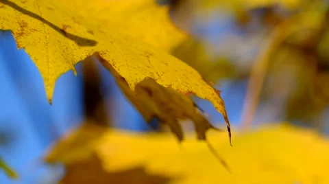 Autumn Foliage (Maple Leaves) Stock Footage 43748552