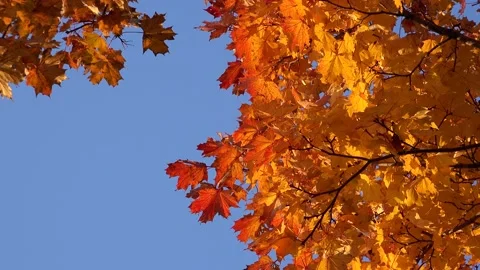 Autumn foliage Maple tree colors, New England Fall season Video stock 216237659