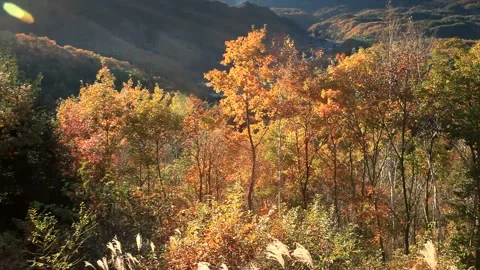 Autumn Foliage, Mount Mitake, and the Rays of the Setting Sun Vídeos de archivo 330275331