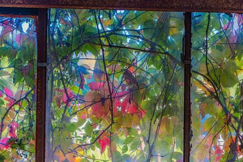 Autumn foliage in an open window frame, predominantly green with red and yell Stock Photos