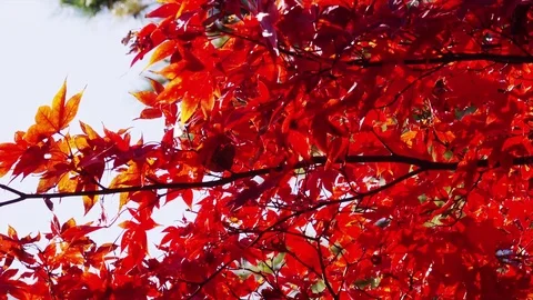 Autumn Foliage in Park 動画素材 82274535