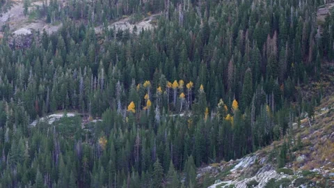 Autumn Foliage Patch Surrounded by Dense Pine Forest Vídeos de archivo 334339053