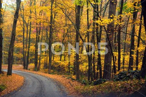 Autumn Foliage Stock Photos