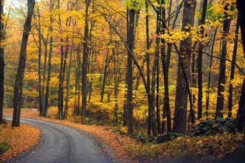 Autumn Foliage Stock Photos