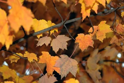 Autumn Foliage Stock Photos