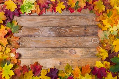 Autumn foliage Stock Photos