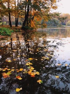 Autumn foliage Stock Photos