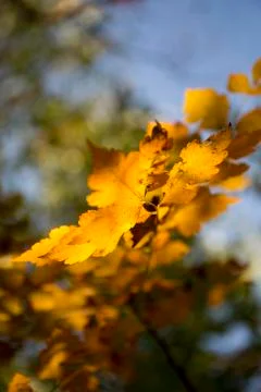 Autumn foliage Stock Photos