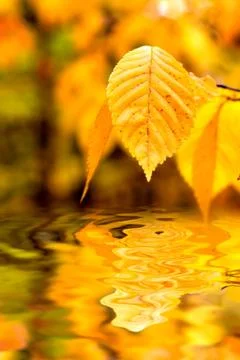 Autumn foliage Stock Photos