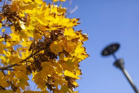 Autumn foliage Foto stock