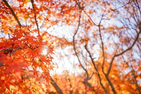 Autumn Foliage Stock Photos