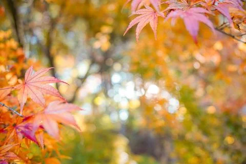 Autumn Foliage Stock Photos