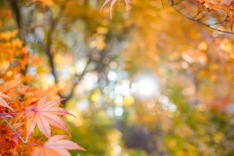 Autumn Foliage Stock Photos