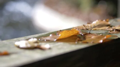 Autumn foliage on the railing Video stock 81406945