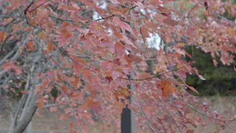 Autumn Foliage with Red Leaves on Tree Branches Stock Footage 343932658