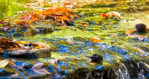 Autumn Foliage Reflections Stock Photos