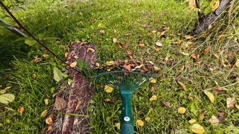 Autumn foliage is removed with a light rake on the garden plot. Autumn care.. Stock Footage 286944169