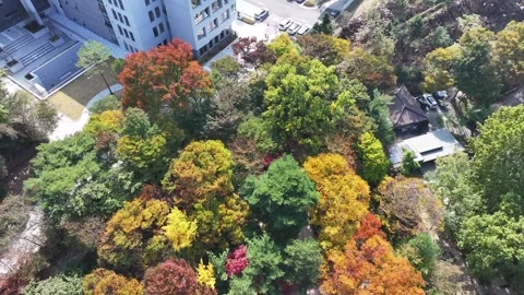 Autumn Foliage at Samcheong Park Stock Footage 318362018