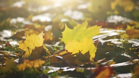 Autumn Foliage in Sunlight Stock Footage 80870078